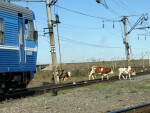 ПАМЯТКА ПО ВЫПАСУ КРУПНОГО РОГАТОГО СКОТА ВБЛИЗИ ЖЕЛЕЗНОДОРОЖНЫХ ПУТЕЙ И ПРАВИЛА ЕГО ПРОГОНА