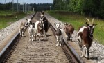 Уважаемые владельцы домашнего скота!