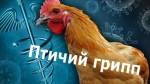 Памятка для населения  по недопущению заноса и распространения  ВЫСОКОПАТОГЕННОГО ГРИППА ПТИЦ