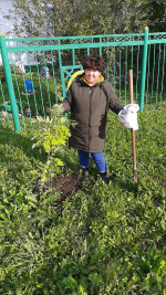 Посадка деревьев